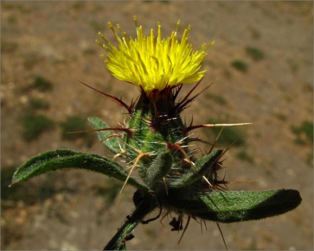 sm 588 Tocalote.jpg - Tocalote (Centaurea melitensis): A  problematic weed originally from the Mediterranean.